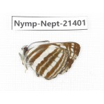 Neptis sp. China, Tibet, Linzhi, Bomi county. 1M. Nymp-Nept-21401.