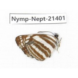 Neptis sp. China, Tibet, Linzhi, Bomi county. 1M. Nymp-Nept-21401.
