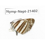 Neptis sp. China, Tibet, Linzhi, Bomi county. 1M. Nymp-Nept-21402.