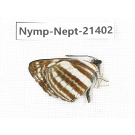 Neptis sp. China, Tibet, Linzhi, Bomi county. 1M. Nymp-Nept-21402.