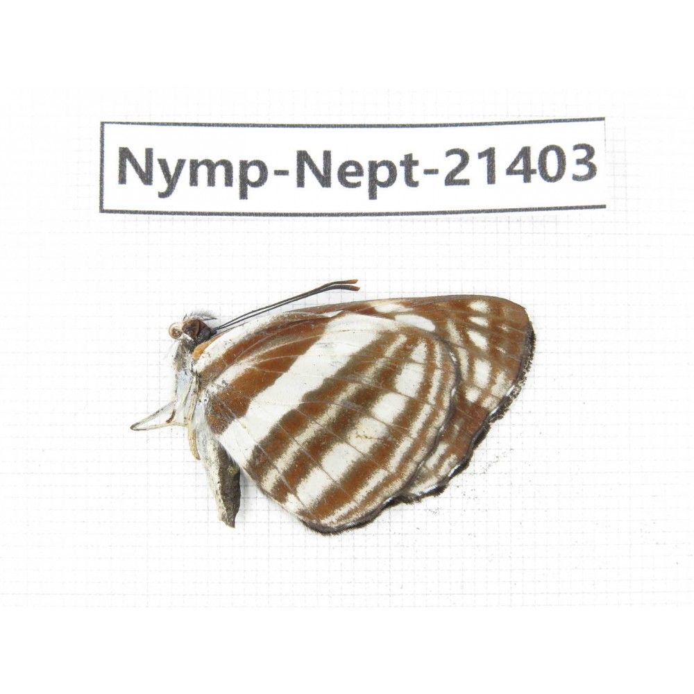 Neptis sp. China, Tibet, Linzhi, Bomi county. 1M. Nymp-Nept-21403.