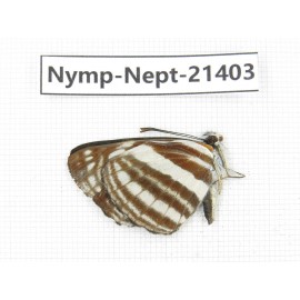 Neptis sp. China, Tibet, Linzhi, Bomi county. 1M. Nymp-Nept-21403.
