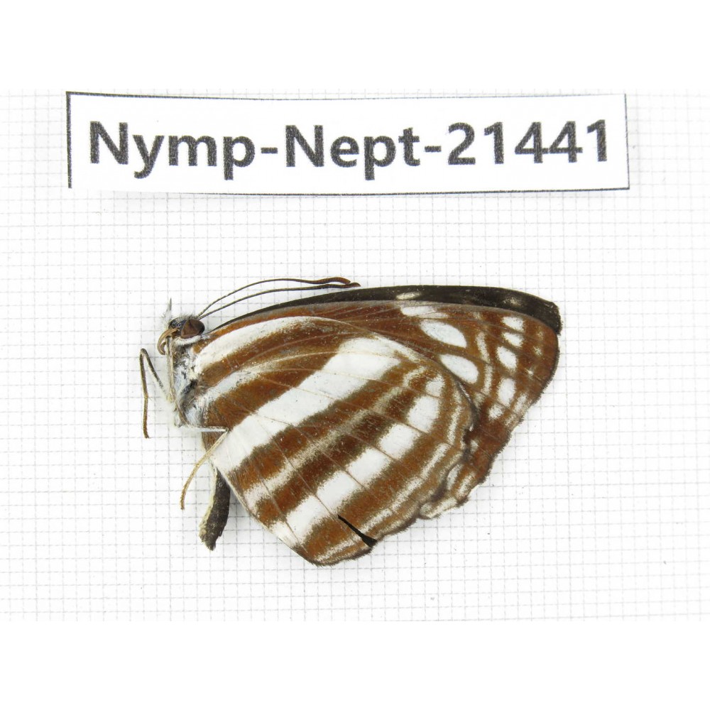 Neptis sp. China, Tibet, Linzhi, Bomi county. 1M. Nymp-Nept-21441.