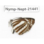 Neptis sp. China, Tibet, Linzhi, Bomi county. 1M. Nymp-Nept-21441.
