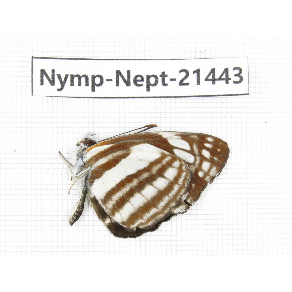 Neptis sp. China, Tibet, Linzhi, Bomi county. 1M. Nymp-Nept-21443.