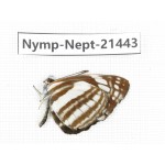 Neptis sp. China, Tibet, Linzhi, Bomi county. 1M. Nymp-Nept-21443.