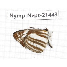 Neptis sp. China, Tibet, Linzhi, Bomi county. 1M. Nymp-Nept-21443.