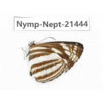 Neptis sp. China, Tibet, Linzhi, Bomi county. 1M. Nymp-Nept-21444.