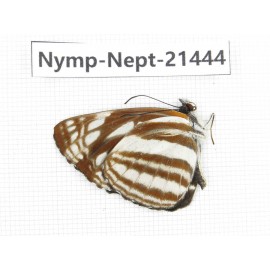 Neptis sp. China, Tibet, Linzhi, Bomi county. 1M. Nymp-Nept-21444.