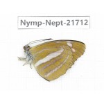 Phaedyma aspasia. China, Tibet, Linzhi, Milin county. 1M. Nymp-Nept-21712.