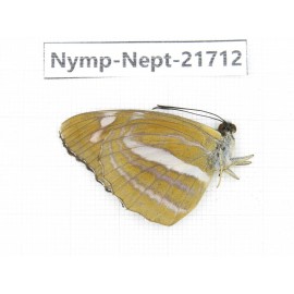 Phaedyma aspasia. China, Tibet, Linzhi, Milin county. 1M. Nymp-Nept-21712.