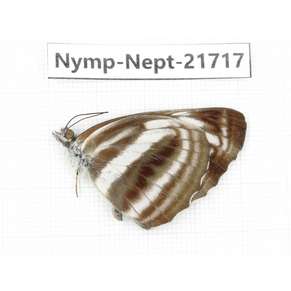 Neptis sankara. China, Tibet, Linzhi, Milin county. 1M. Nymp-Nept-21717.