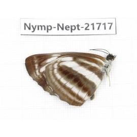 Neptis sankara. China, Tibet, Linzhi, Milin county. 1M. Nymp-Nept-21717.