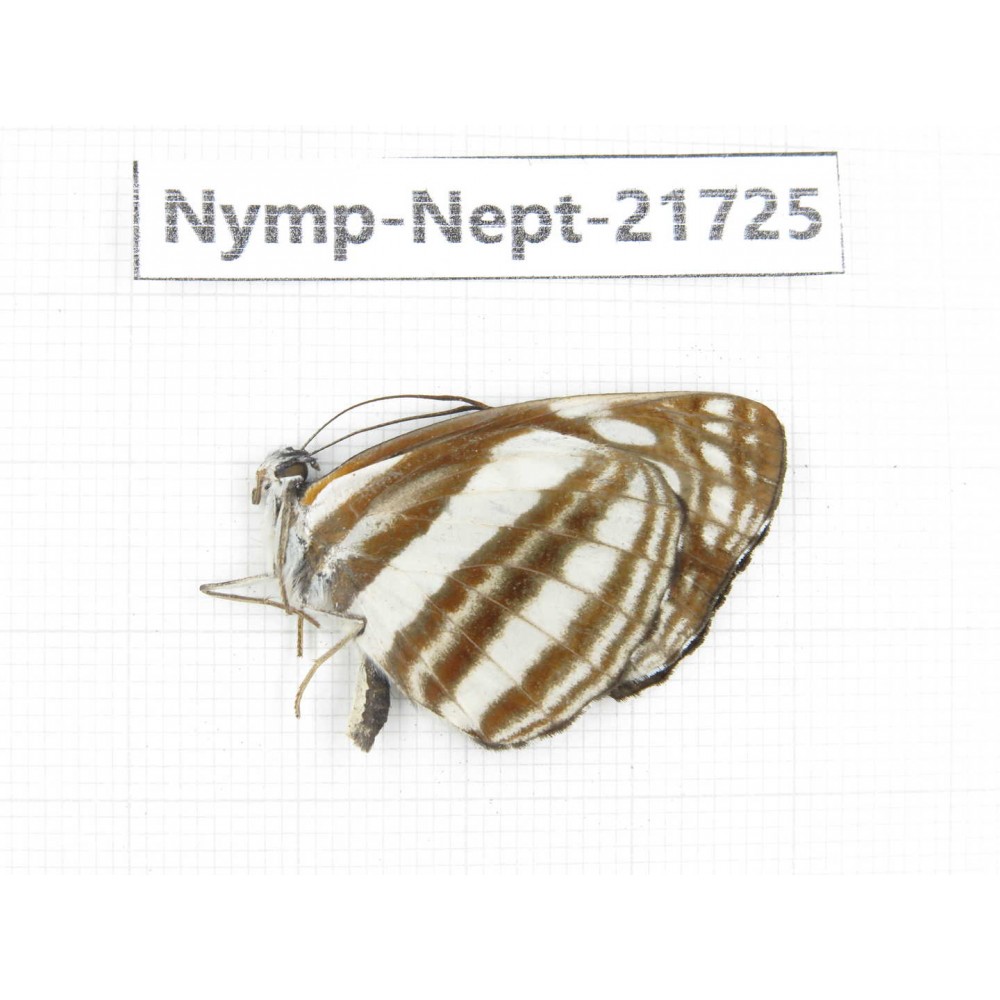 Neptis soma. China, Tibet, Linzhi, Milin county. 1M. Nymp-Nept-21725.