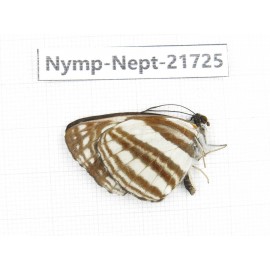 Neptis soma. China, Tibet, Linzhi, Milin county. 1M. Nymp-Nept-21725.