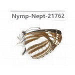 Neptis soma. China, Tibet, Linzhi, Milin county. 1M. Nymp-Nept-21762.