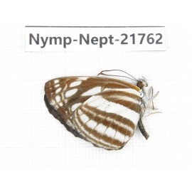 Neptis soma. China, Tibet, Linzhi, Milin county. 1M. Nymp-Nept-21762.