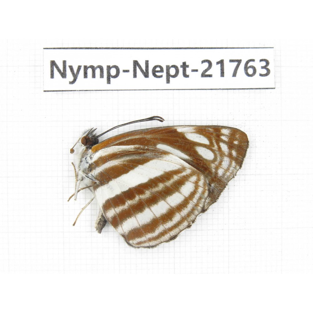 Neptis yerburii. China, Tibet, Linzhi, Milin county. 1M. Nymp-Nept-21763.