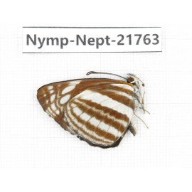 Neptis yerburii. China, Tibet, Linzhi, Milin county. 1M. Nymp-Nept-21763.
