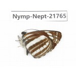 Neptis yerburii. China, Tibet, Linzhi, Milin county. 1M. Nymp-Nept-21765.