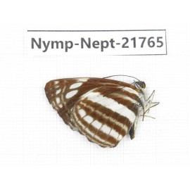 Neptis yerburii. China, Tibet, Linzhi, Milin county. 1M. Nymp-Nept-21765.
