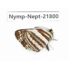 Neptis soma. China, Tibet, Linzhi, Milin county. 1M. Nymp-Nept-21800.