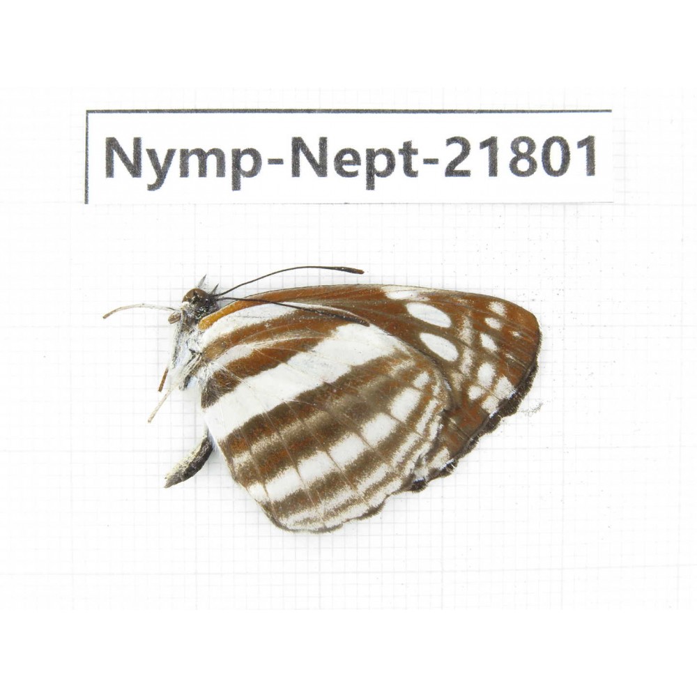 Neptis soma. China, Tibet, Linzhi, Milin county. 1M. Nymp-Nept-21801.