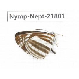 Neptis soma. China, Tibet, Linzhi, Milin county. 1M. Nymp-Nept-21801.