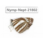 Neptis soma. China, Tibet, Linzhi, Milin county. 1M. Nymp-Nept-21802.