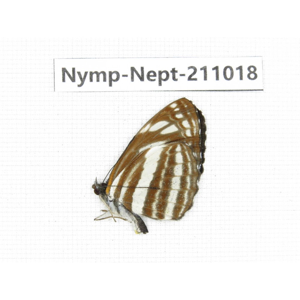 Neptis yerburii. China, (Yunnan, Nujiang, N of Mt.Biluoxueshan.) 1M. Nymp-Nept-211018.