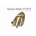 Neptis yerburii. China, (Yunnan, Nujiang, N of Mt.Biluoxueshan.) 1M. Nymp-Nept-211018.
