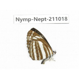 Neptis yerburii. China, (Yunnan, Nujiang, N of Mt.Biluoxueshan.) 1M. Nymp-Nept-211018.