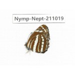 Neptis sappho. China, (Yunnan, Nujiang, N of Mt.Biluoxueshan.) 1M. Nymp-Nept-211019.
