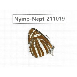 Neptis sappho. China, (Yunnan, Nujiang, N of Mt.Biluoxueshan.) 1M. Nymp-Nept-211019.