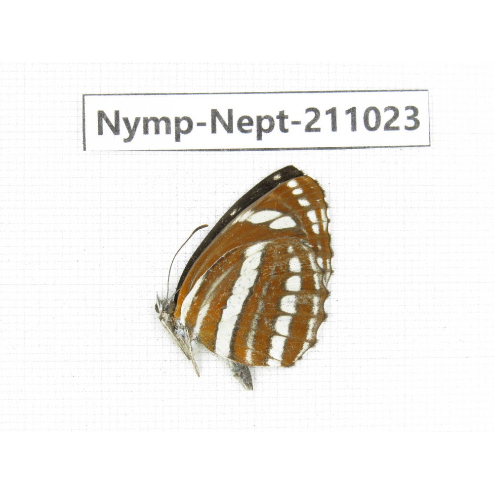 Neptis hylas. China, (Yunnan, Nujiang, N of Mt.Biluoxueshan.) 1M. Nymp-Nept-211023.