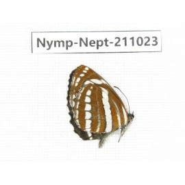 Neptis hylas. China, (Yunnan, Nujiang, N of Mt.Biluoxueshan.) 1M. Nymp-Nept-211023.