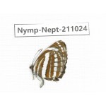 Neptis yerburii. China, (Yunnan, Nujiang, N of Mt.Biluoxueshan.) 1M. Nymp-Nept-211024.