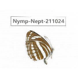 Neptis yerburii. China, (Yunnan, Nujiang, N of Mt.Biluoxueshan.) 1M. Nymp-Nept-211024.