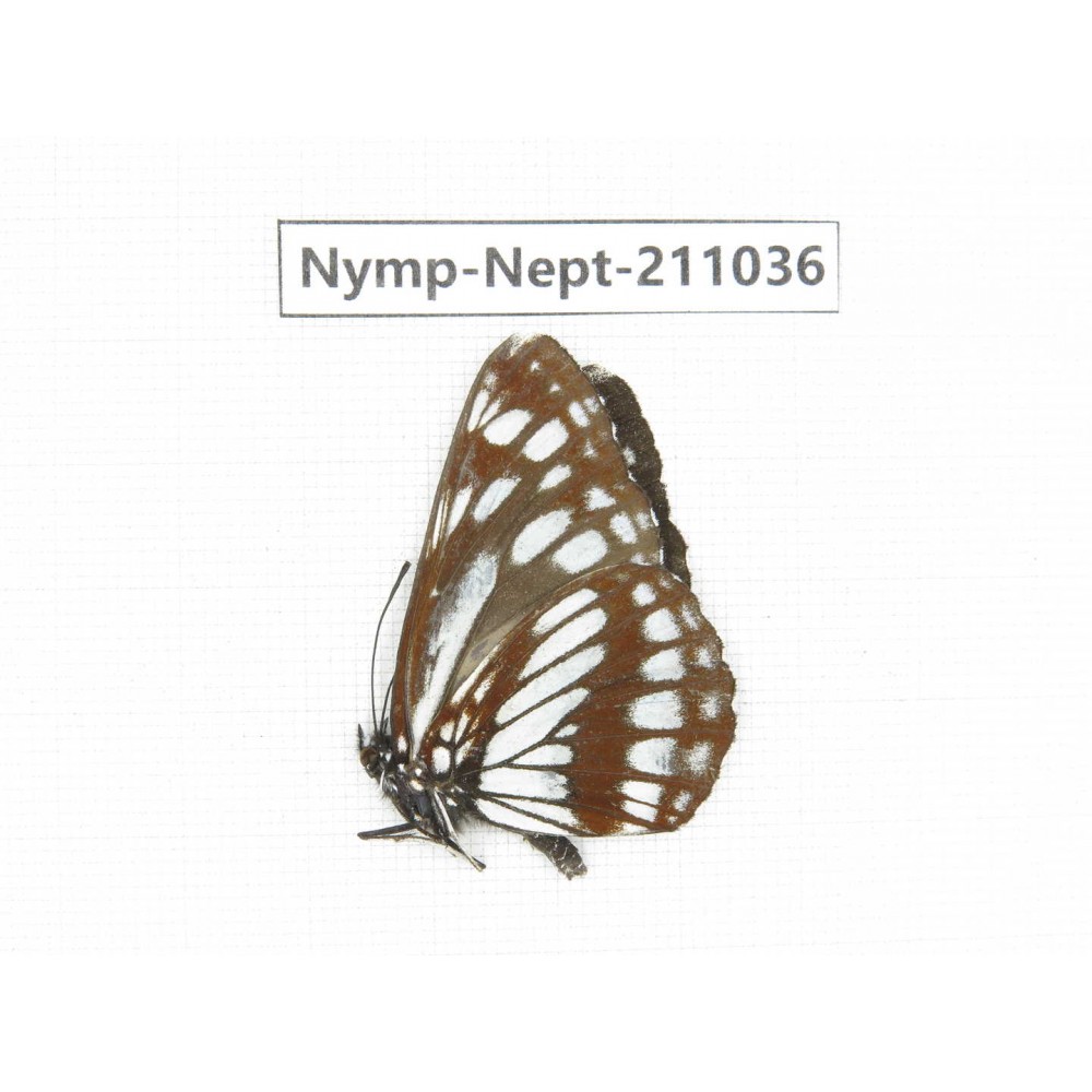 Neptis alwina. China, Yunnan, Nujiang, N of Mt.Biluoxueshan.1M. Nymp-Nept-211036.