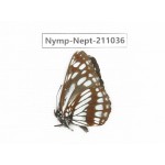 Neptis alwina. China, Yunnan, Nujiang, N of Mt.Biluoxueshan.1M. Nymp-Nept-211036.
