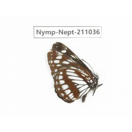 Neptis alwina. China, Yunnan, Nujiang, N of Mt.Biluoxueshan.1M. Nymp-Nept-211036.