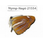 Neptis namba. China, Yunnan, Nujiang, N of Mt.Biluoxueshan. 1M. Nymp-Nept-21554.