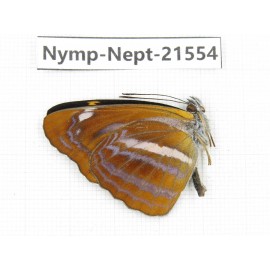 Neptis namba. China, Yunnan, Nujiang, N of Mt.Biluoxueshan. 1M. Nymp-Nept-21554.