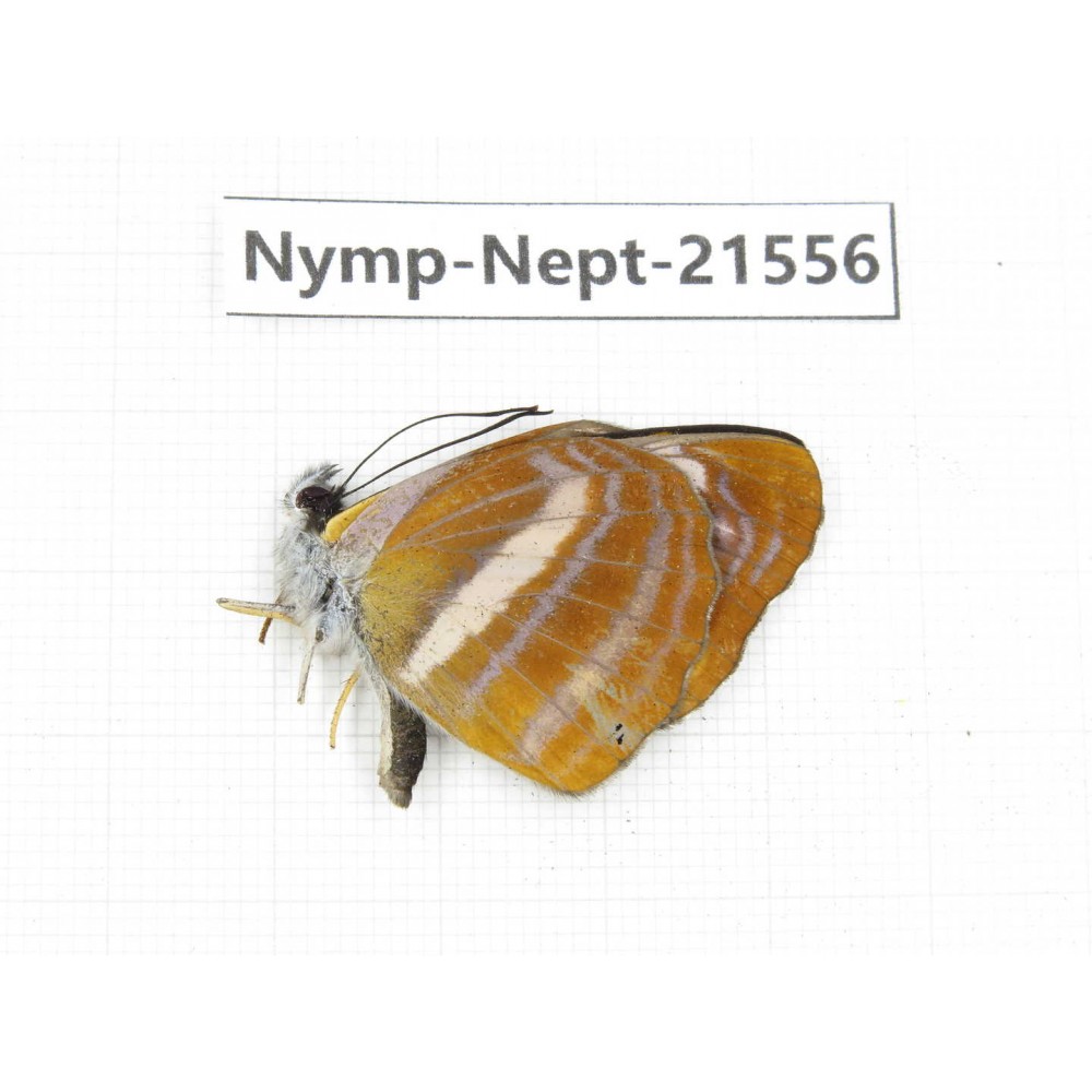 Neptis ananta. China, Yunnan, Nujiang, N of Mt.Biluoxueshan. 1M. Nymp-Nept-21556.