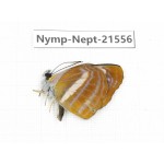 Neptis ananta. China, Yunnan, Nujiang, N of Mt.Biluoxueshan. 1M. Nymp-Nept-21556.