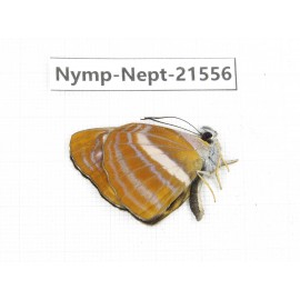 Neptis ananta. China, Yunnan, Nujiang, N of Mt.Biluoxueshan. 1M. Nymp-Nept-21556.