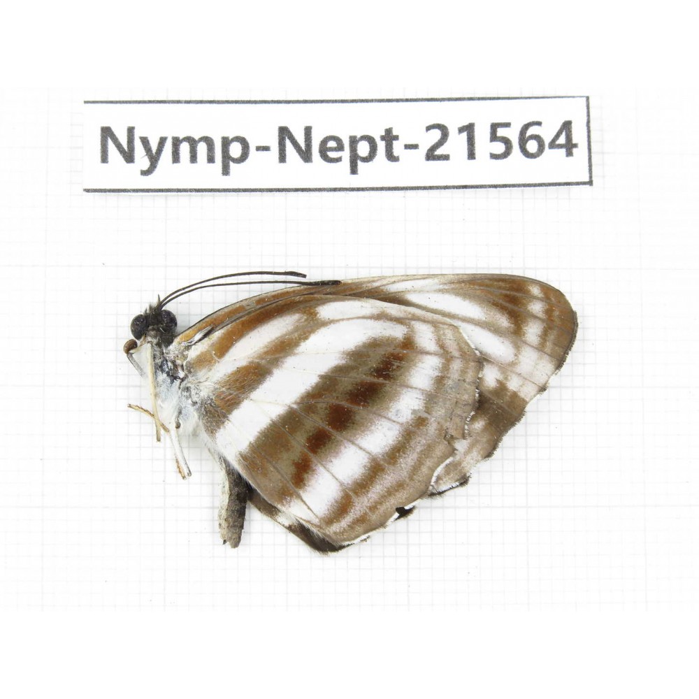 Neptis sankara. China, Yunnan, Nujiang, N of Mt.Biluoxueshan. 1M. Nymp-Nept-21564.
