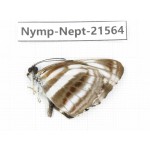 Neptis sankara. China, Yunnan, Nujiang, N of Mt.Biluoxueshan. 1M. Nymp-Nept-21564.
