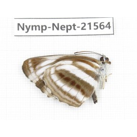Neptis sankara. China, Yunnan, Nujiang, N of Mt.Biluoxueshan. 1M. Nymp-Nept-21564.