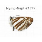 Neptis sappho. China, Yunnan, Nujiang, N of Mt.Biluoxueshan. 1M. Nymp-Nept-21595.